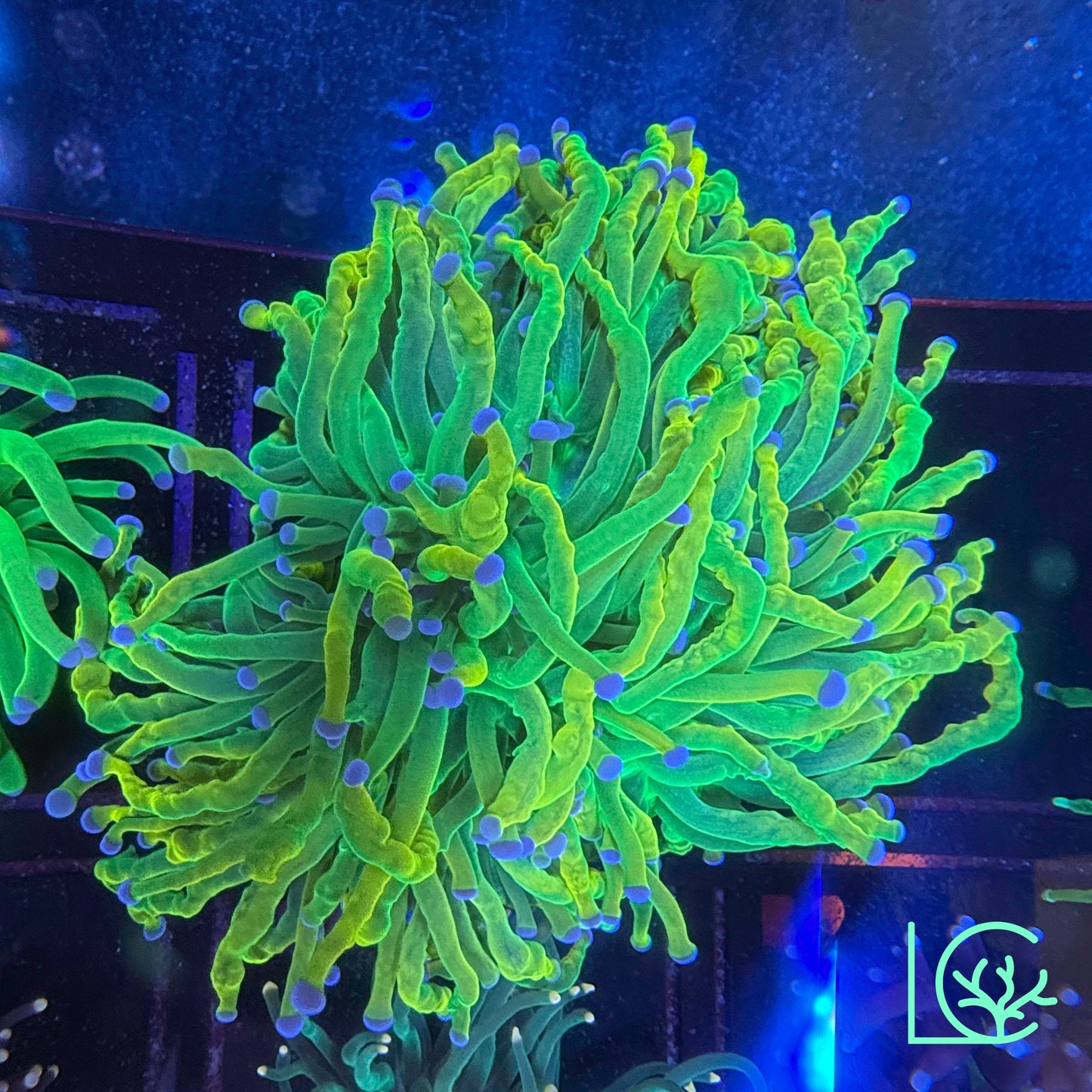 CC 24k Mancini Holy Grail Torch WYSIWYG