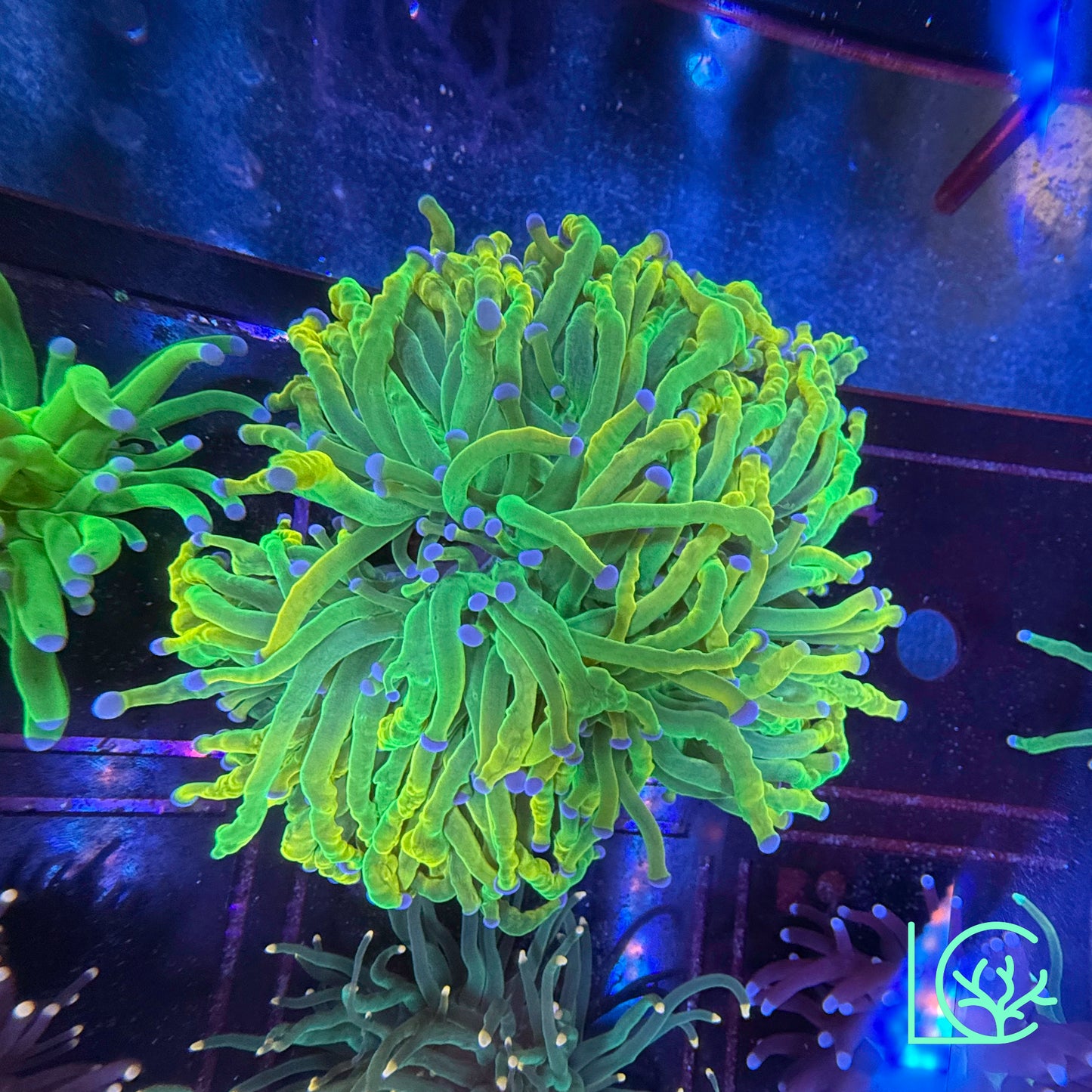 CC 24k Mancini Holy Grail Torch WYSIWYG