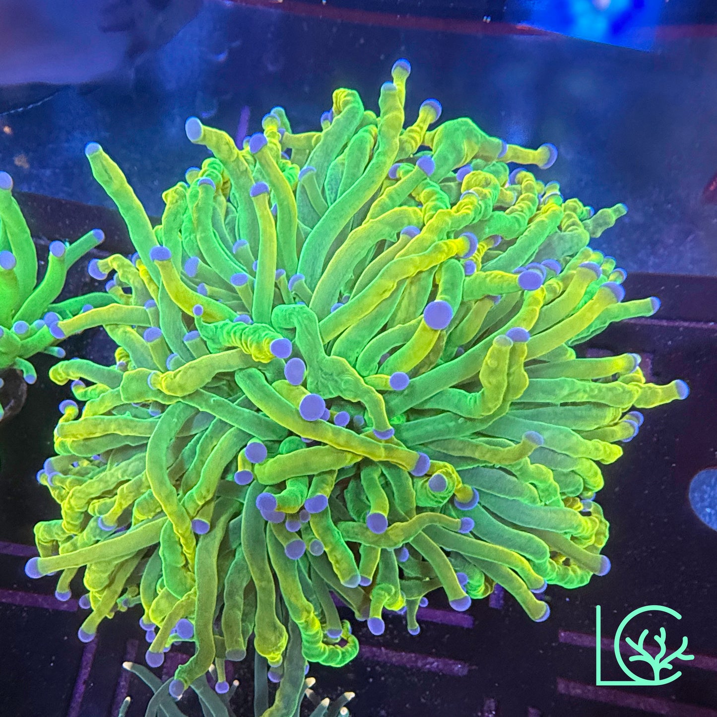 CC 24k Mancini Holy Grail Torch WYSIWYG