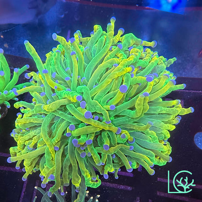 CC 24k Mancini Holy Grail Torch WYSIWYG