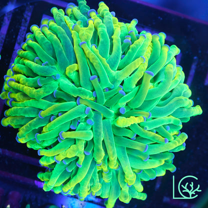 CC 24k Mancini Holy Grail Torch WYSIWYG