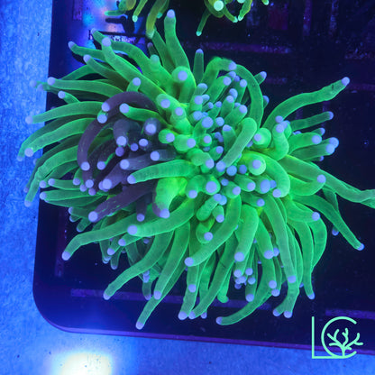 Grafted Torch WYSIWYG