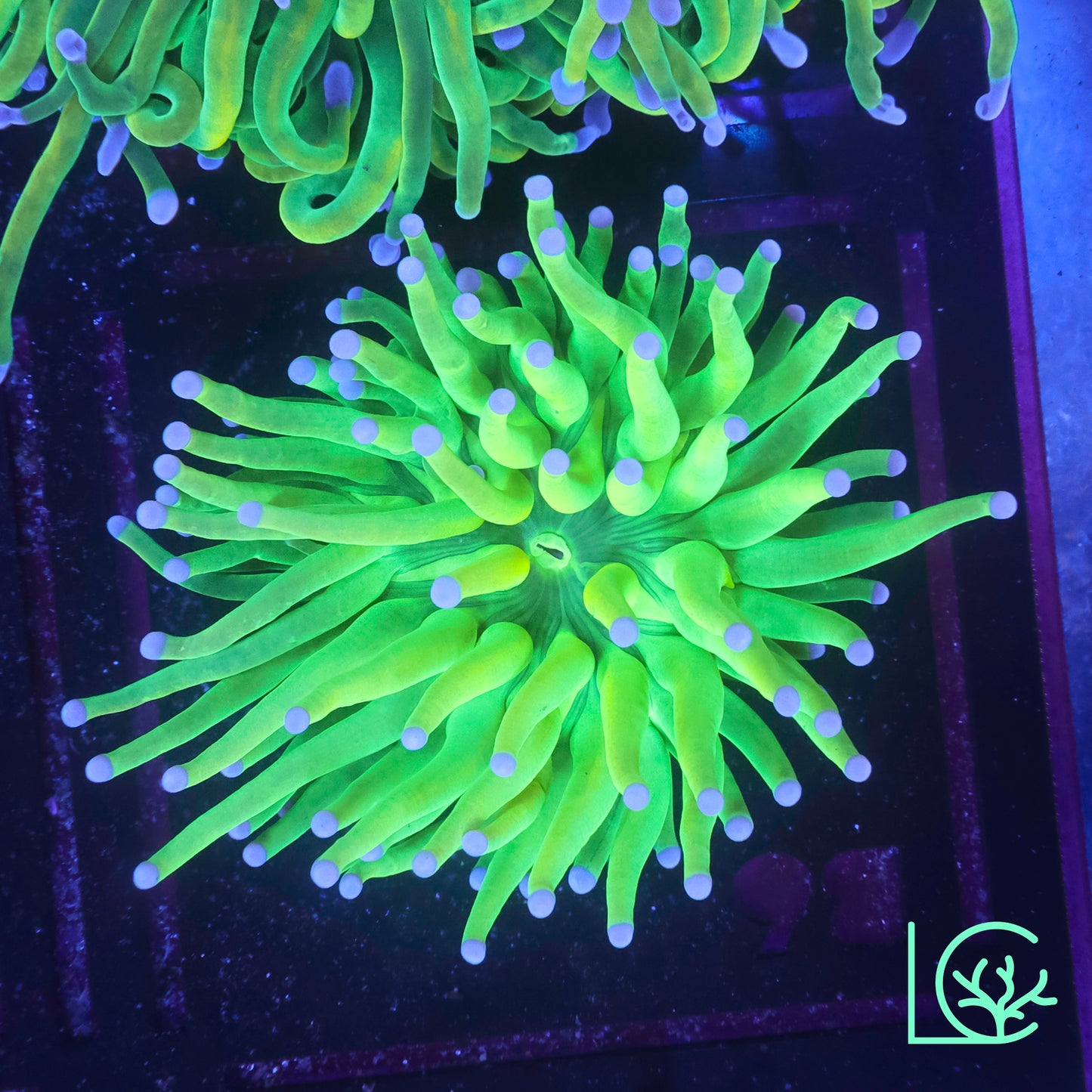 Holy Grail Torch WYSIWYG