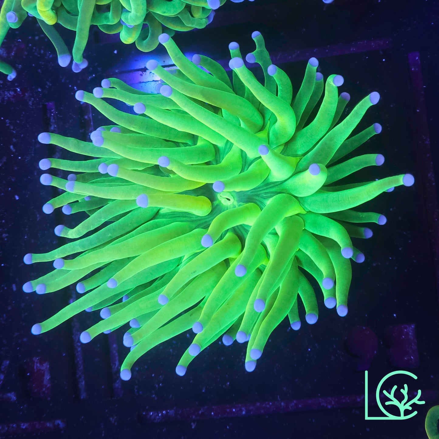 Holy Grail Torch WYSIWYG