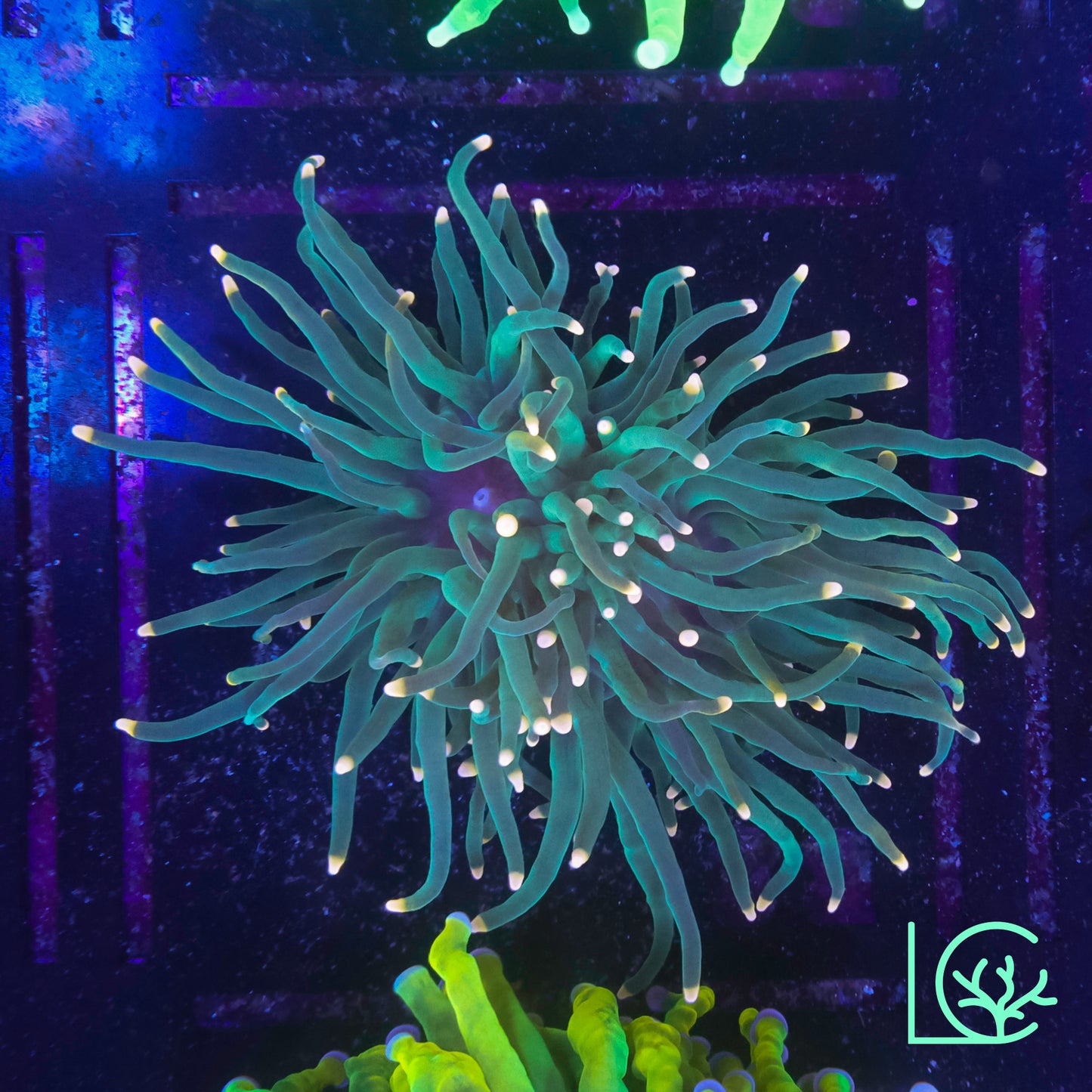 LC Peach Passion Torch WYSIWYG