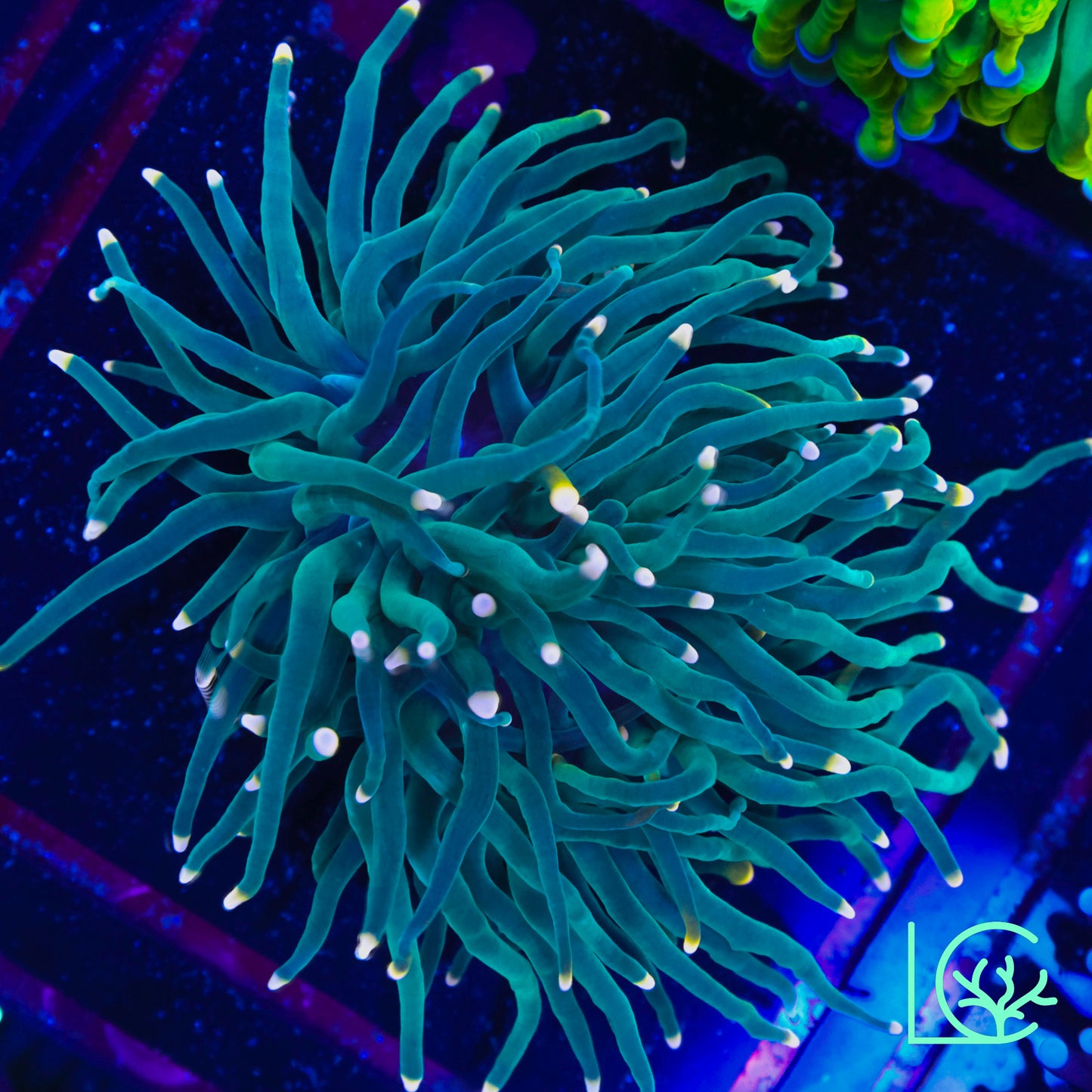 LC Peach Passion Torch WYSIWYG