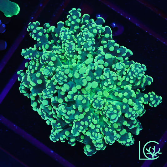 Toxic Yellow Octo WYSIWYG