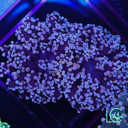 Pink Tip Octo WYSIWYG