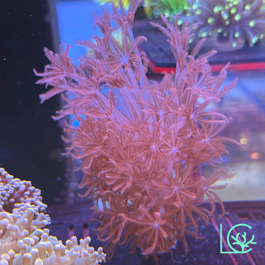 Ruby Red Xenia WYSIWYG