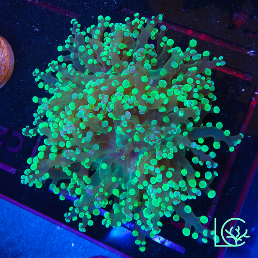 Grafted Tip Octospawn WYSIWYG