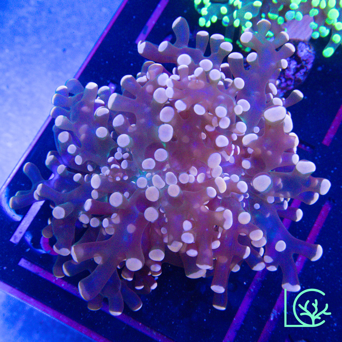LC Pink Phantom Frogspawn WYSIWYG