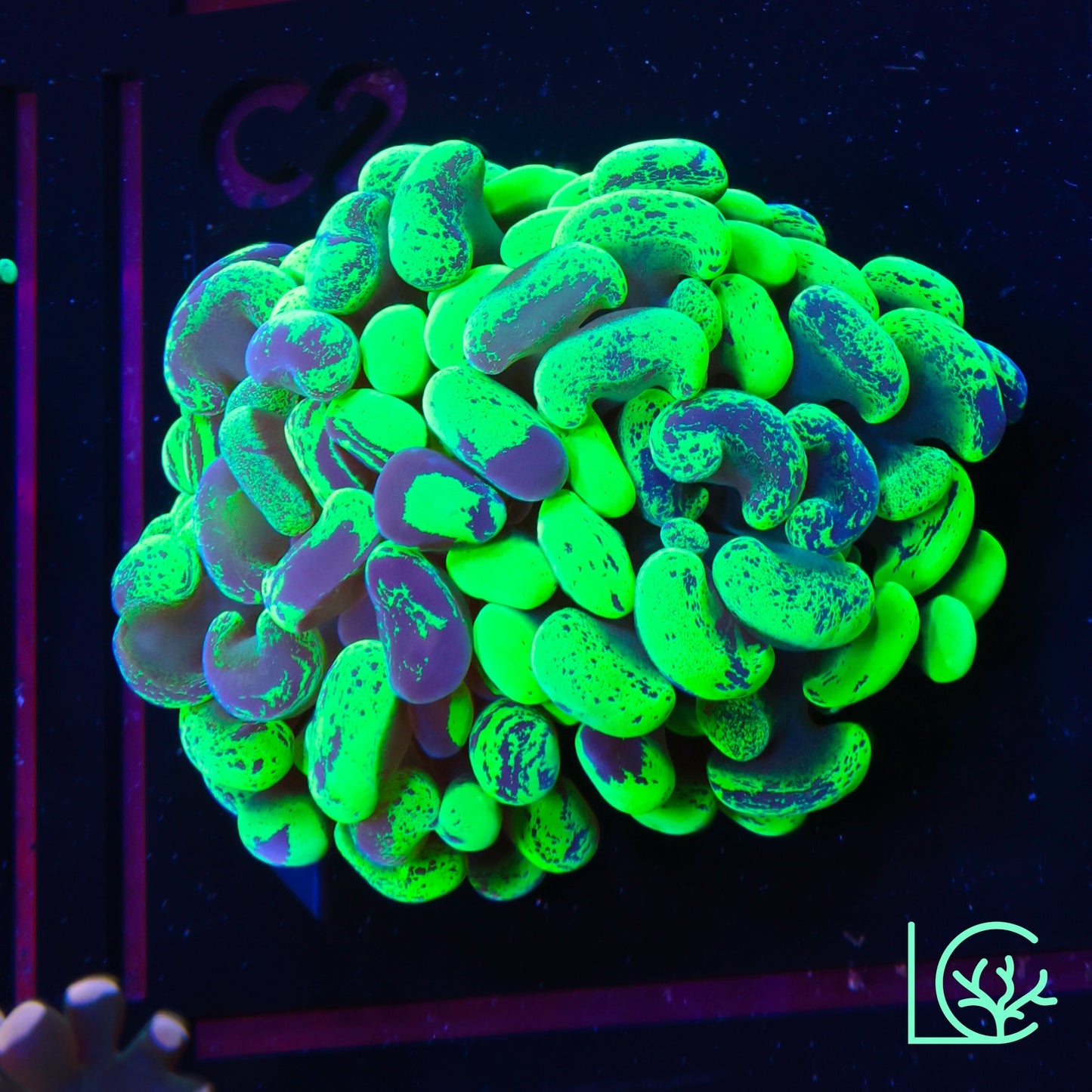 Toxic Green Splatter Hammer WYSIWYG
