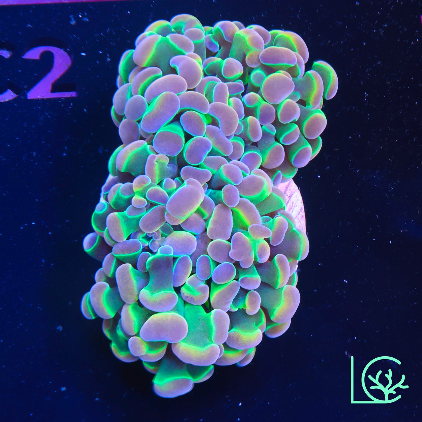 LC Hologram Hammer WYSIWYG