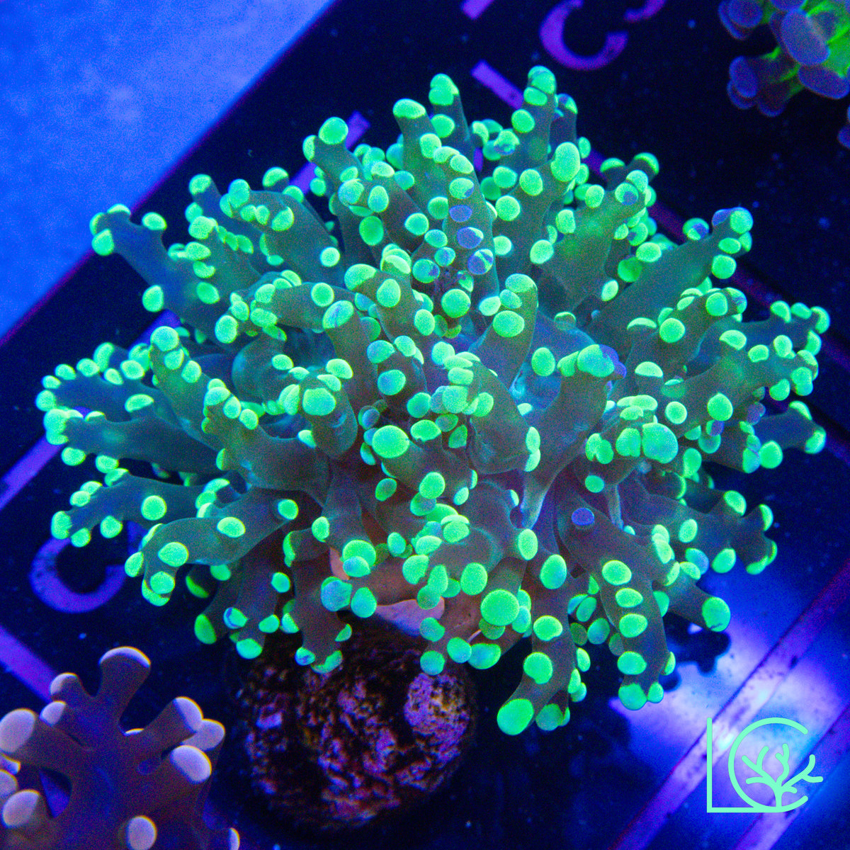 LC Aftershock Frogspawn WYSIWYG