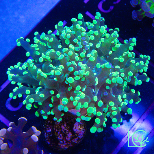 LC Aftershock Frogspawn WYSIWYG