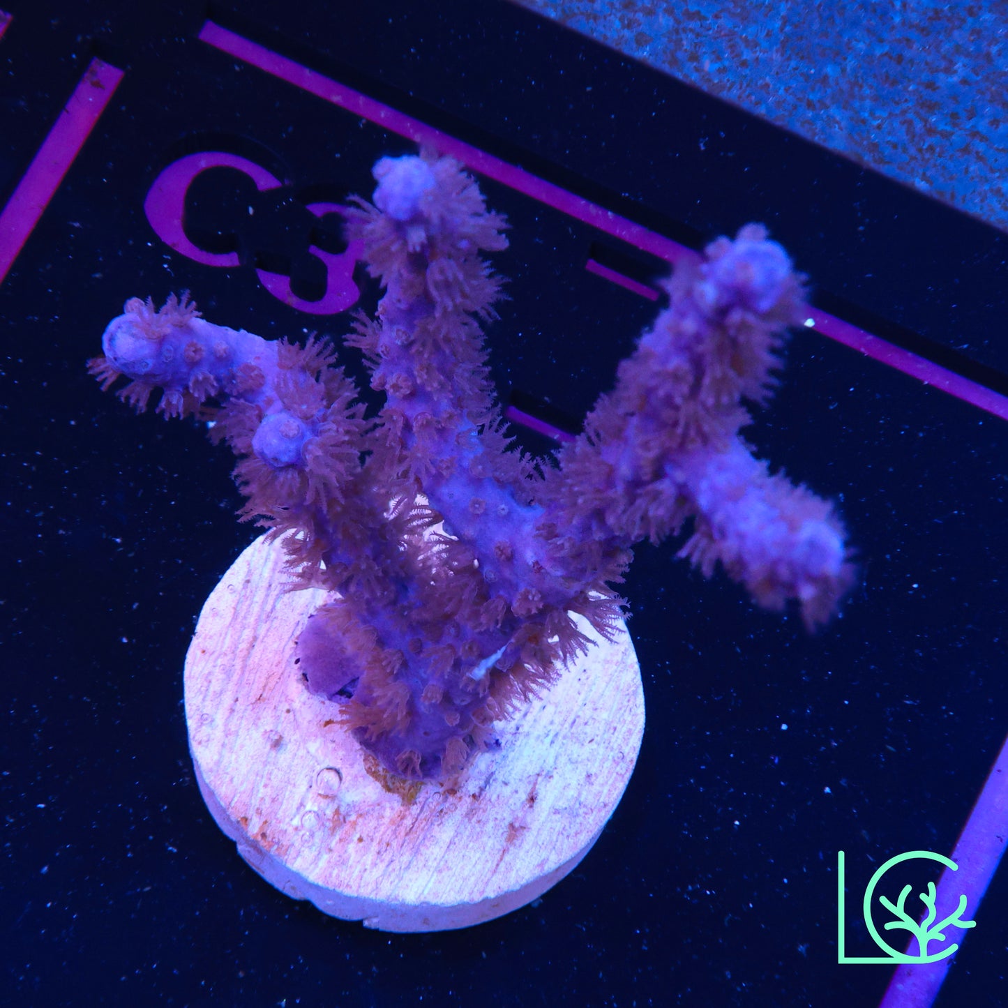 ORA Purple Gorgonian WYSIWYG