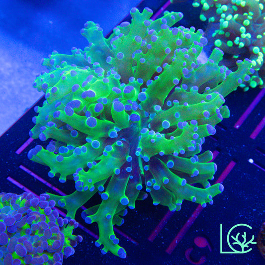 LC Frogspawn WYSIWYG