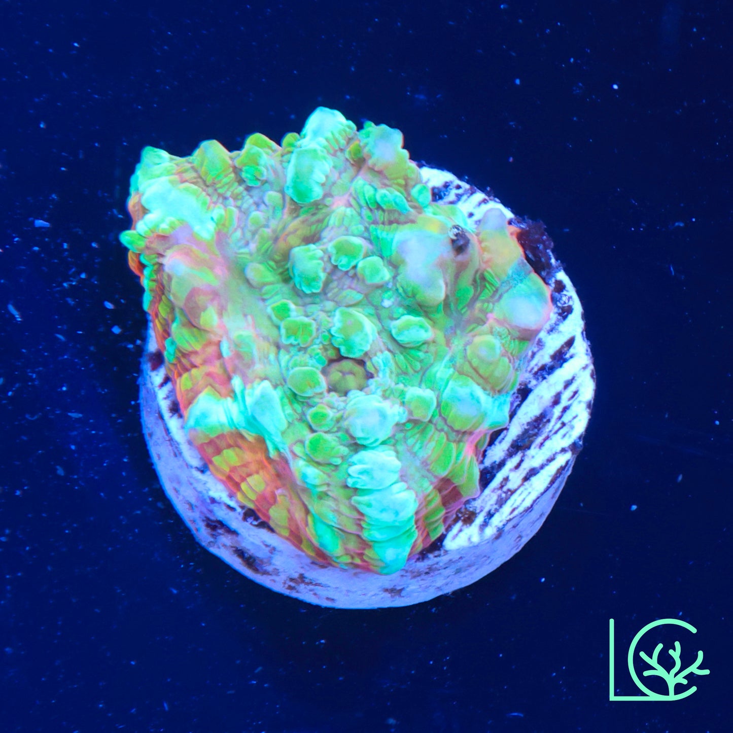 LC Acid Trip Convict Chalice WYSIWYG