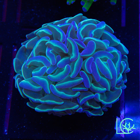Prism Lights Hologram Hammer WYSIWYG