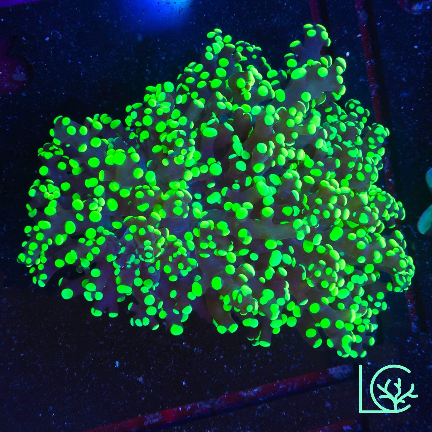 Toxic Green Frogspawn WYSIWYG