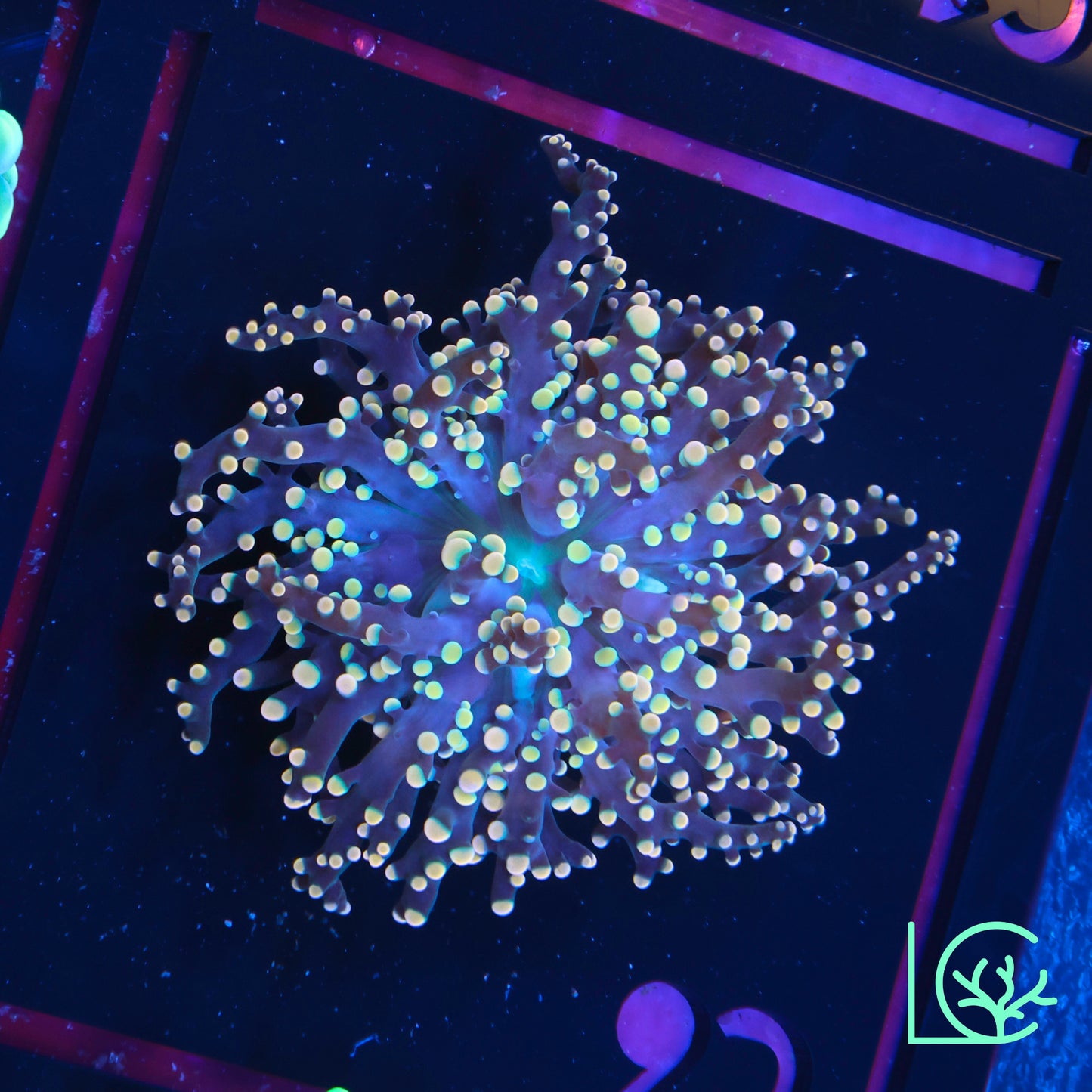 LC Peach Tip Octospawn WYSIWYG