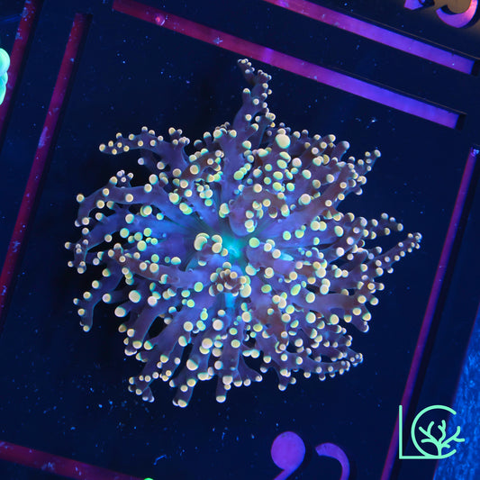 LC Peach Tip Octospawn WYSIWYG
