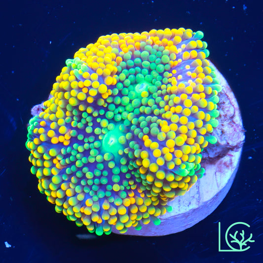 Rainbow Ricordea WYSIWYG