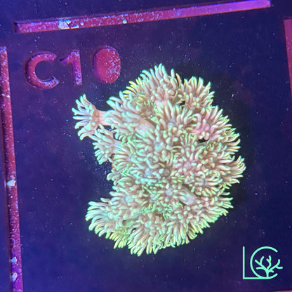 Rainbow Goni WYSIWYG