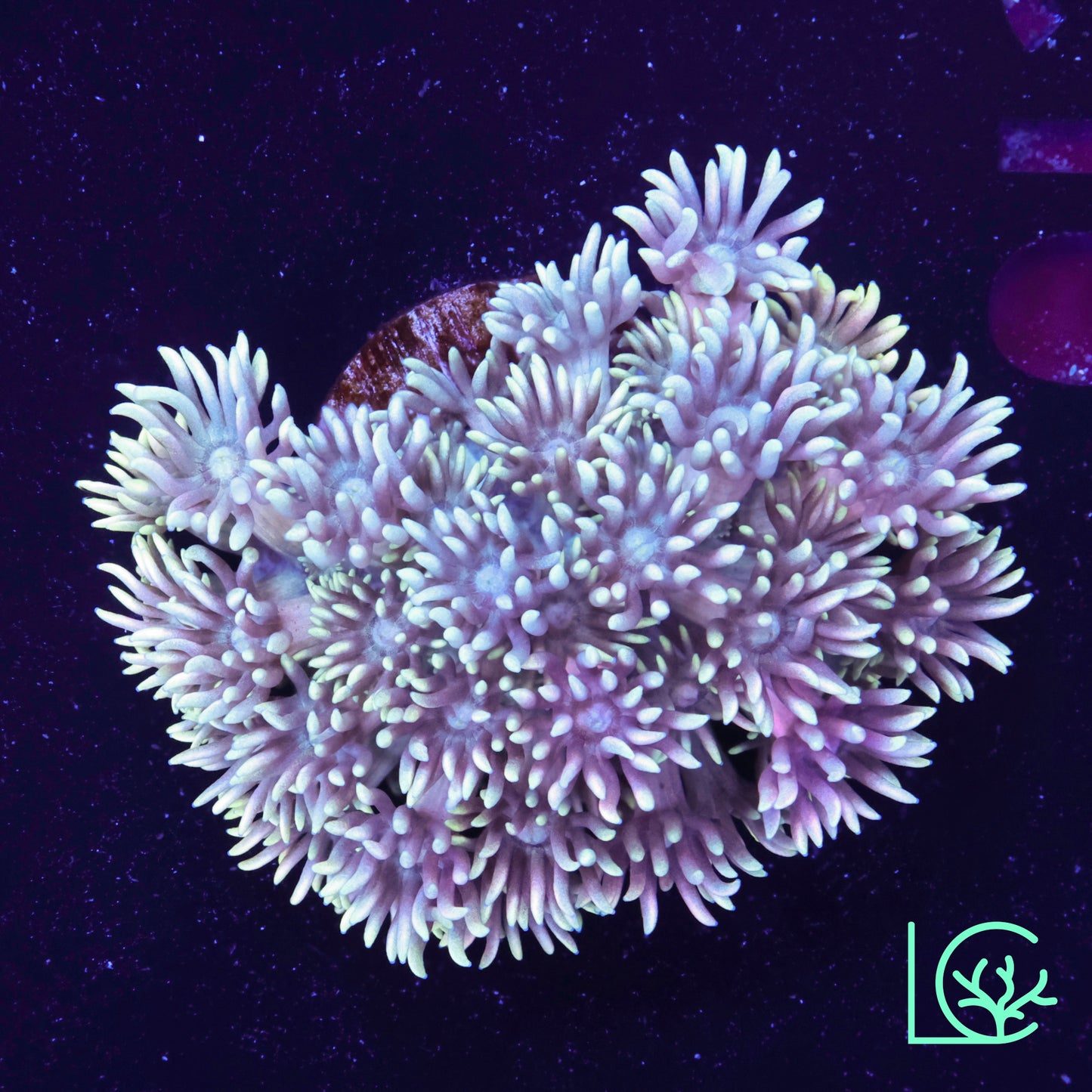 Rainbow Goni WYSIWYG