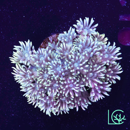 Rainbow Goni WYSIWYG