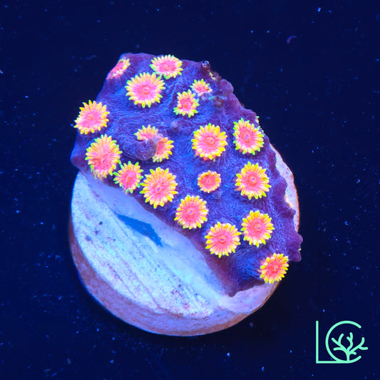 WWC Bizarro Cyphastrea WYSIWYG