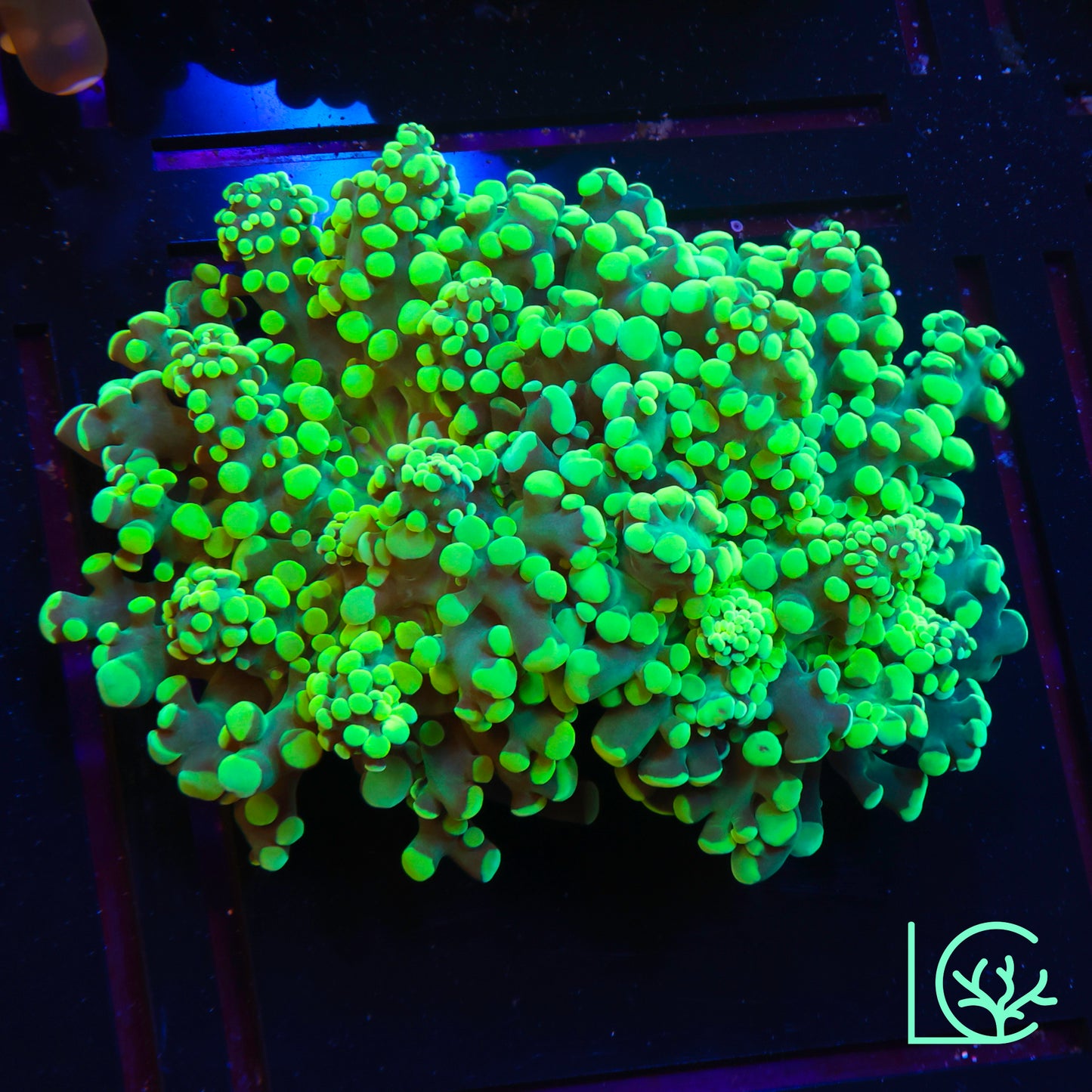 Yellow Toxic Octospawn WYSIWYG