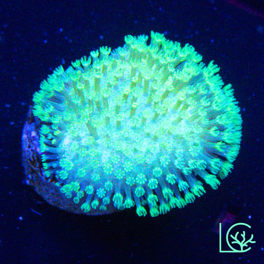 LC Neon Lights Toadstool WYSIWYG