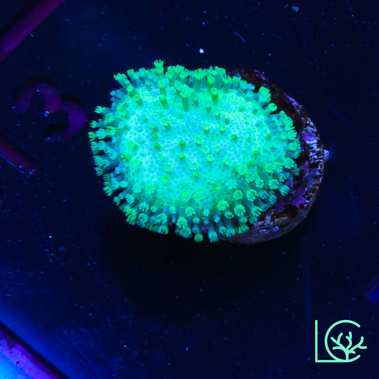 LC Neon Lights Toadstool WYSIWYG