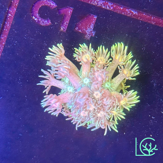 Glitter Goni WYSIWYG