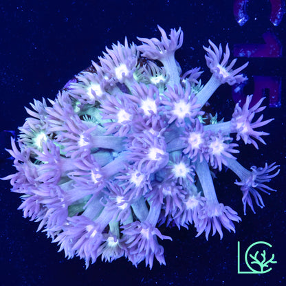 Rainbow Goni WYSIWYG