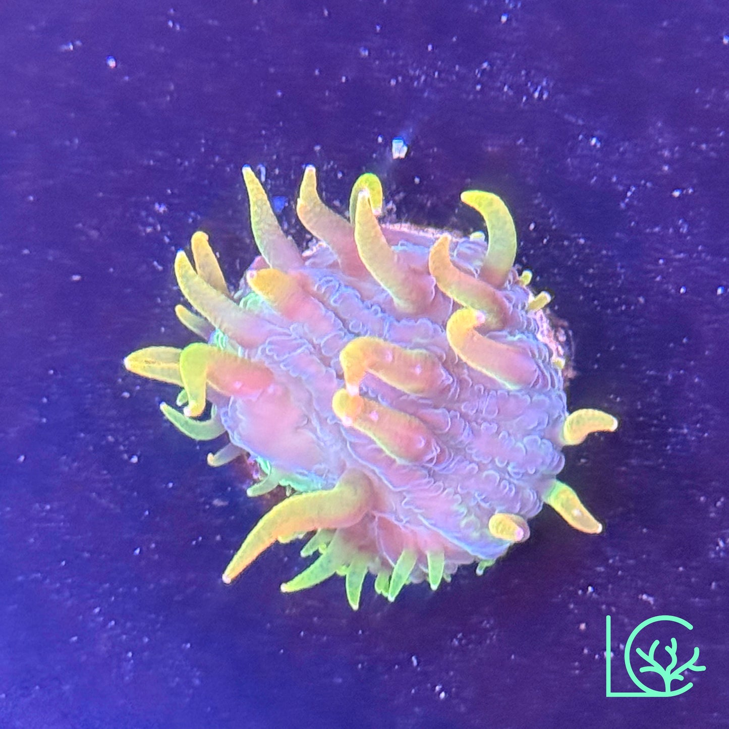 LC Rainbow Orange Flame Tip Plate WYSIWYG