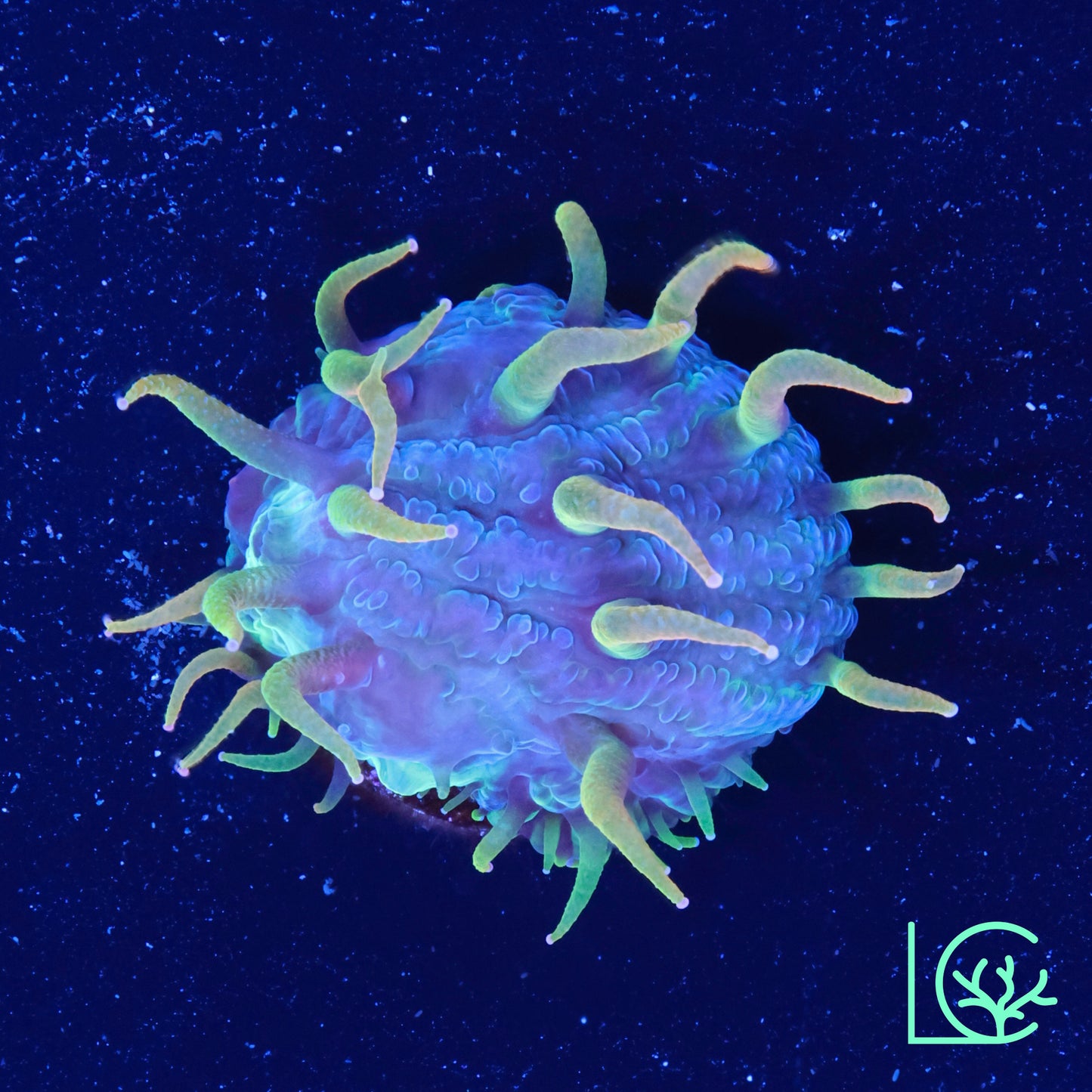 LC Rainbow Orange Flame Tip Plate WYSIWYG