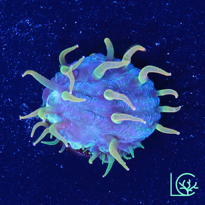 LC Rainbow Orange Flame Tip Plate WYSIWYG