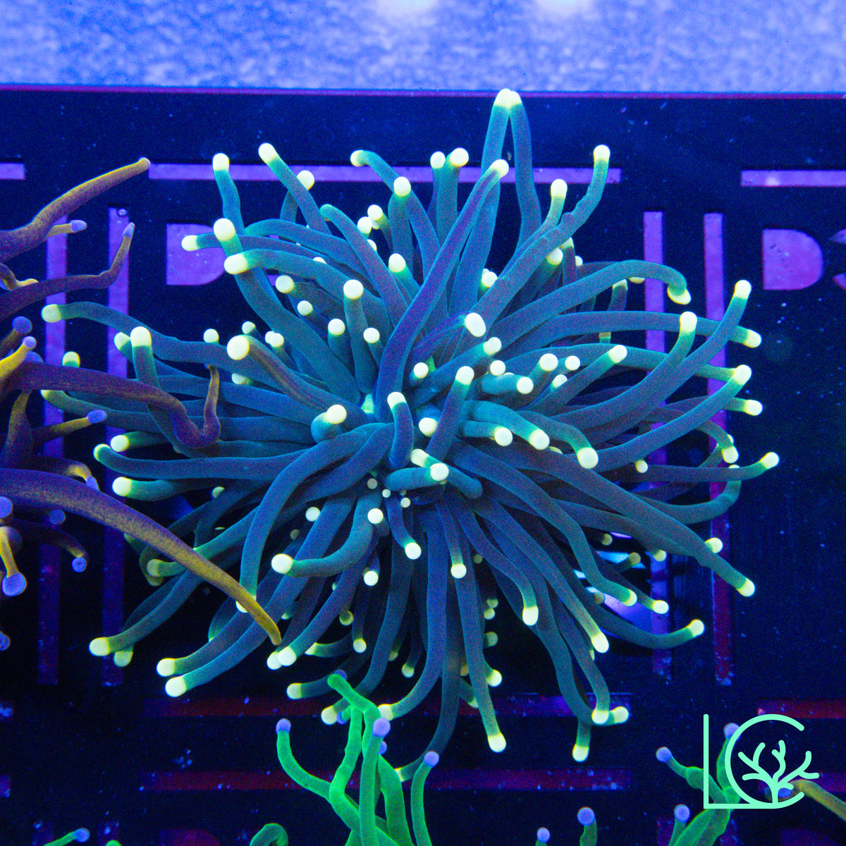 Yellow Tip Torch WYSIWYG