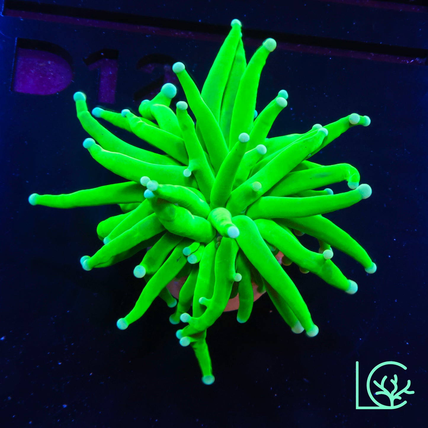 White Tip Torch WYSIWYG