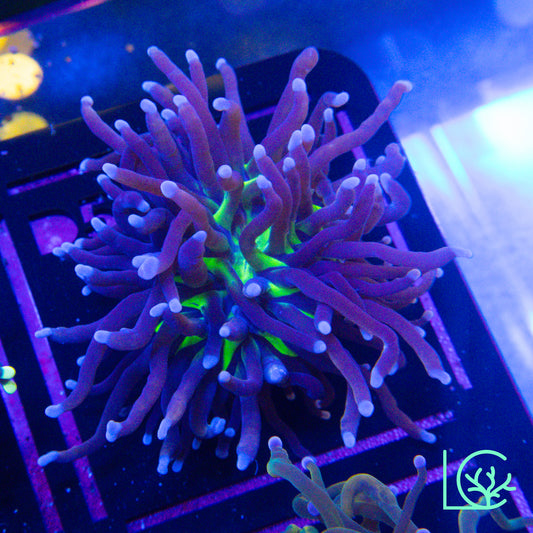 Blue Tip Joker Torch WYSIWYG