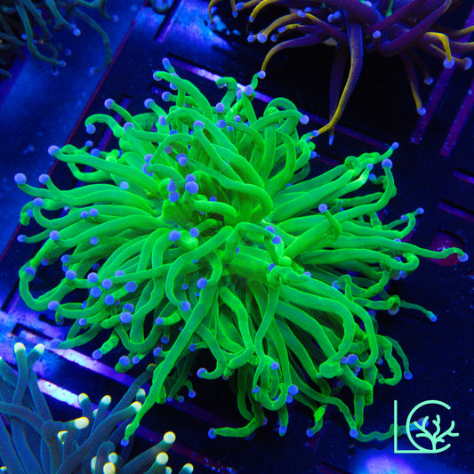 Blue Tip Torch WYSIWYG