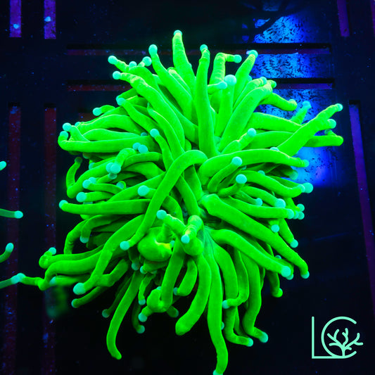 White Tip Holy Grail Torch WYSIWYG
