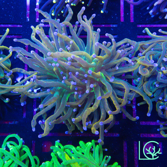 Dragon Tamer Torch WYSIWYG