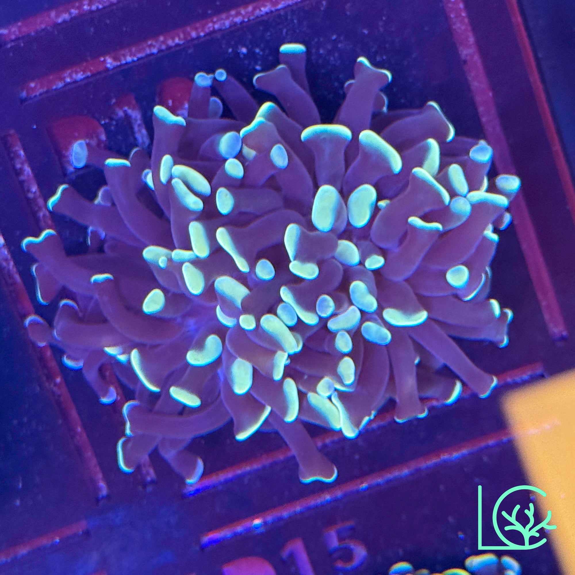 CB Eternal Flame Branching Hammer – Lush Corals