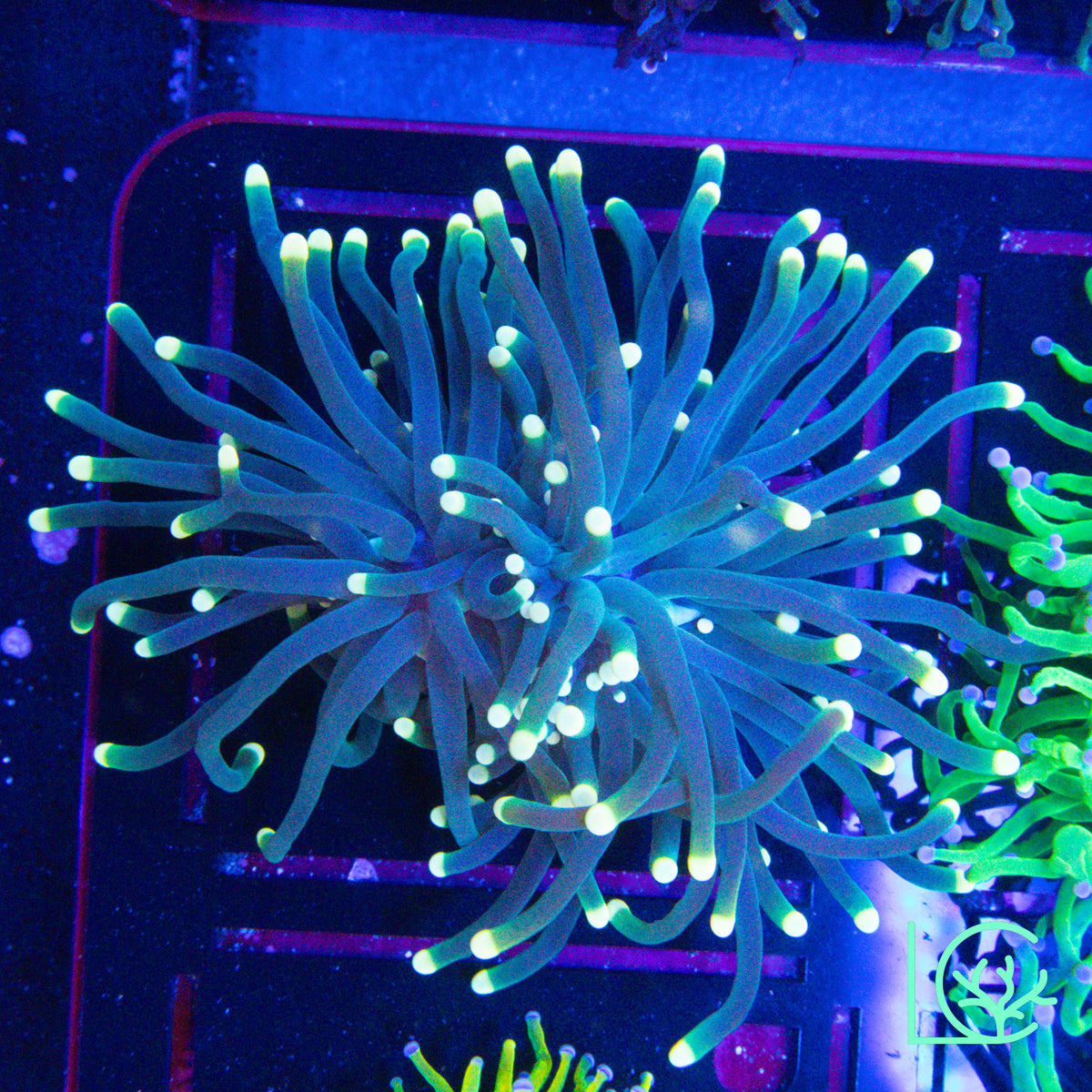 Yellow Tip Torch WYSIWYG