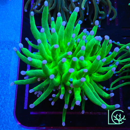Blue Tip Holy Grail Torch WYSIWYG