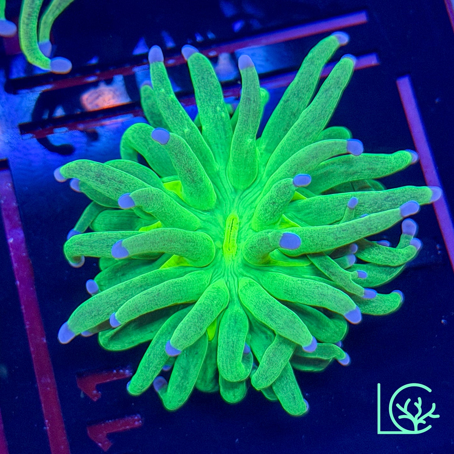 Blue Tip Holy Grail Torch WYSIWYG
