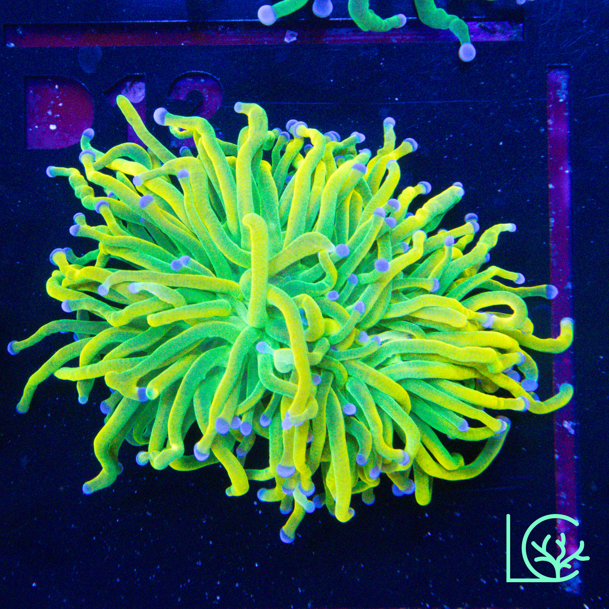 Yellow Holy Grail Torch WYSIWYG